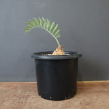 エンセファラルトス ホリダス 66