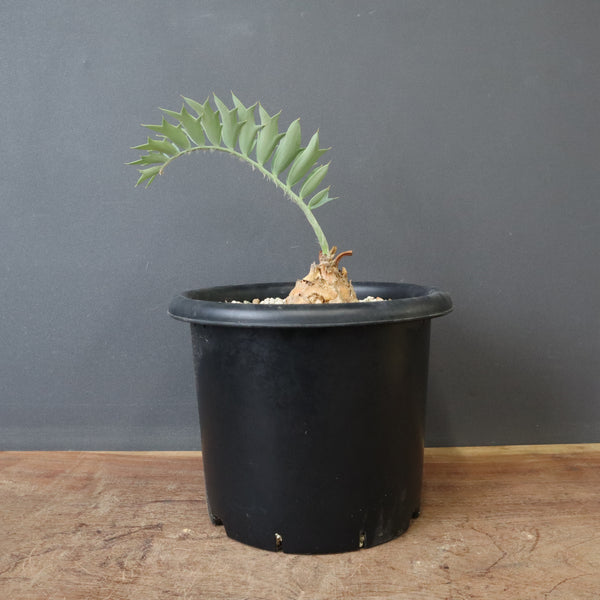 エンセファラルトス ホリダス 66