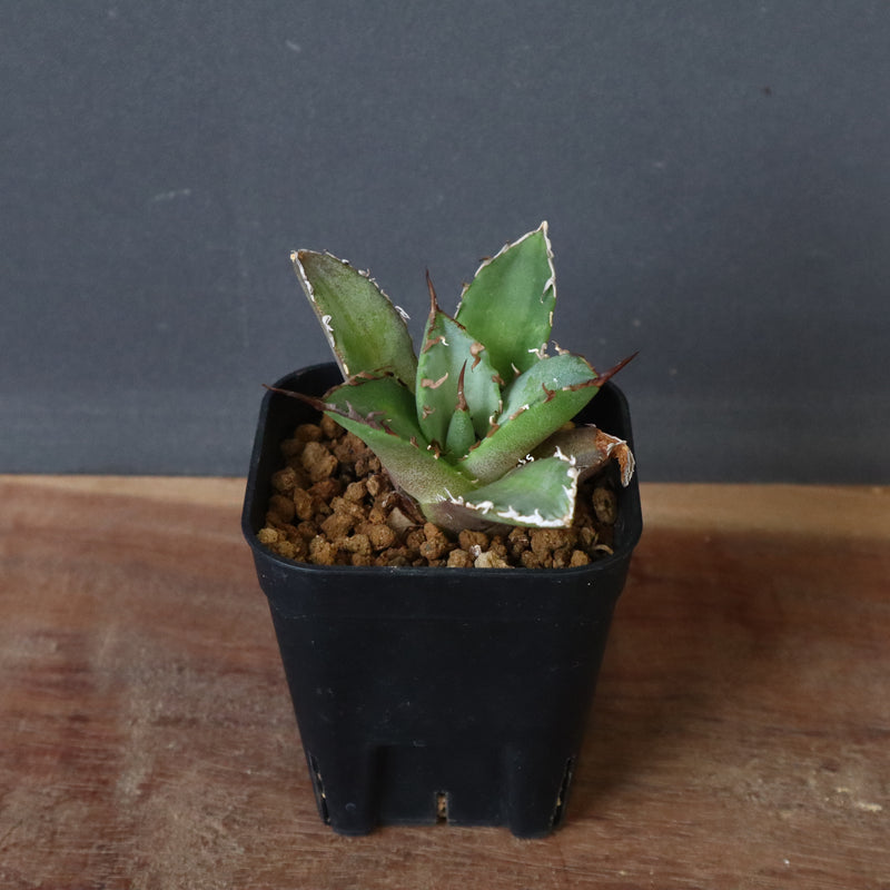 【DRAGON AGAVE】アガベ 黒犀牛 EC13