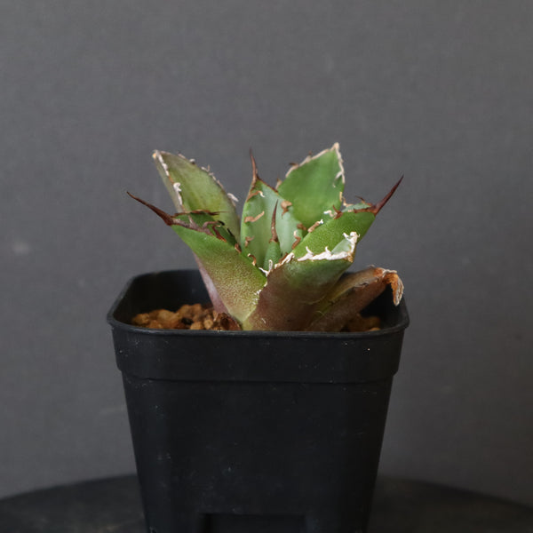 【DRAGON AGAVE】アガベ 黒犀牛 EC13
