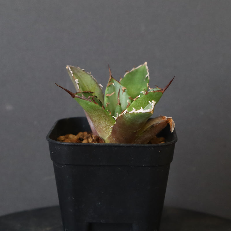 【DRAGON AGAVE】アガベ 黒犀牛 EC13