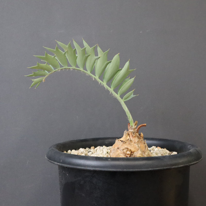 エンセファラルトス ホリダス 66