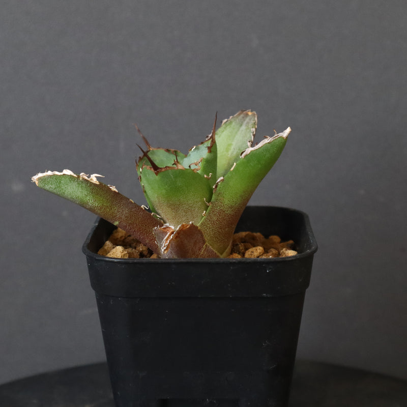 【DRAGON AGAVE】アガベ 黒犀牛 EC13