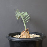 エンセファラルトス ホリダス 66