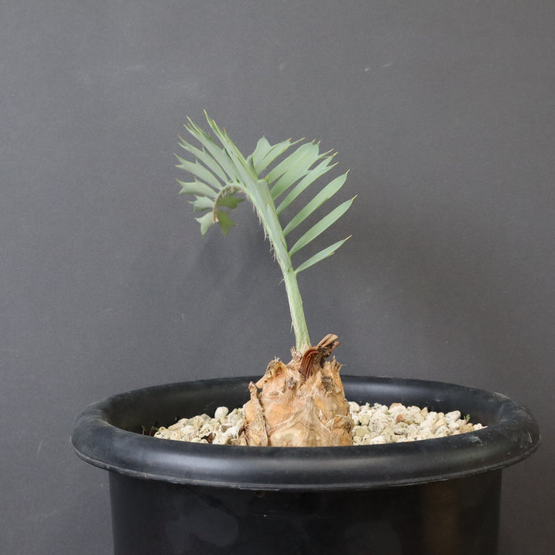 エンセファラルトス ホリダス 66