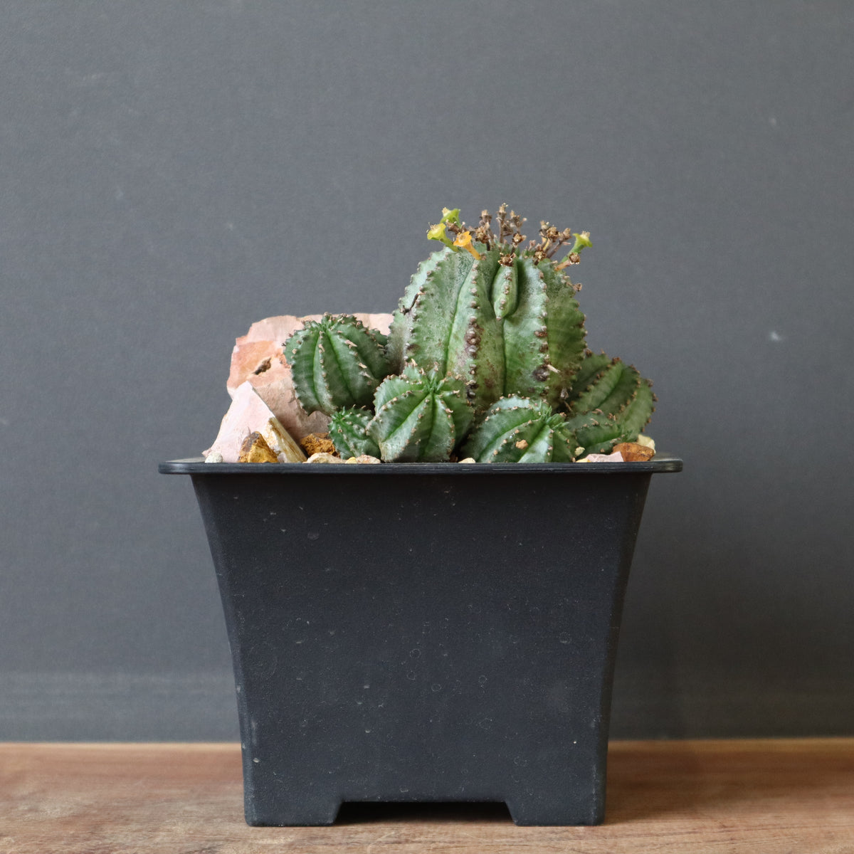 ユーフォルビア – TaiShoDo ONLINE SHOP