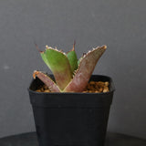 【DRAGON AGAVE】アガベ 黒犀牛 EC13