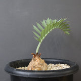 エンセファラルトス ホリダス 66