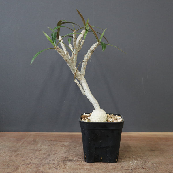 塊根植物 – 3ページ目 – TaiShoDo ONLINE SHOP