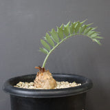 エンセファラルトス ホリダス 66