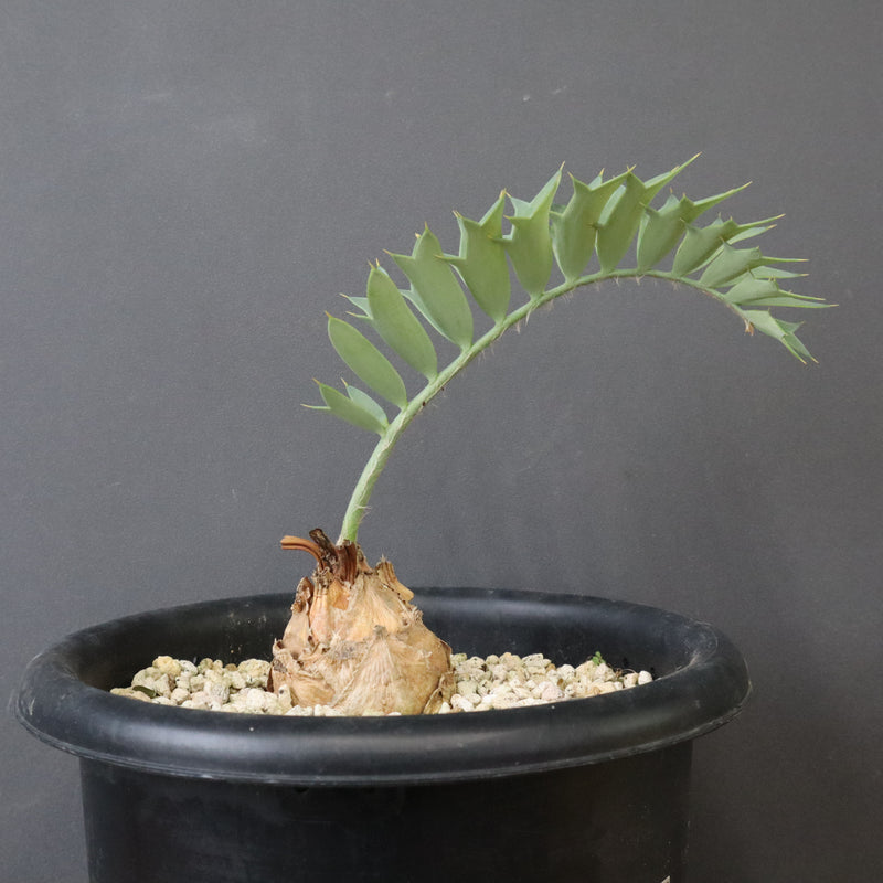 エンセファラルトス ホリダス 66