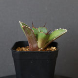 【DRAGON AGAVE】アガベ 黒犀牛 EC13