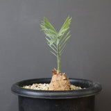 エンセファラルトス ホリダス 66