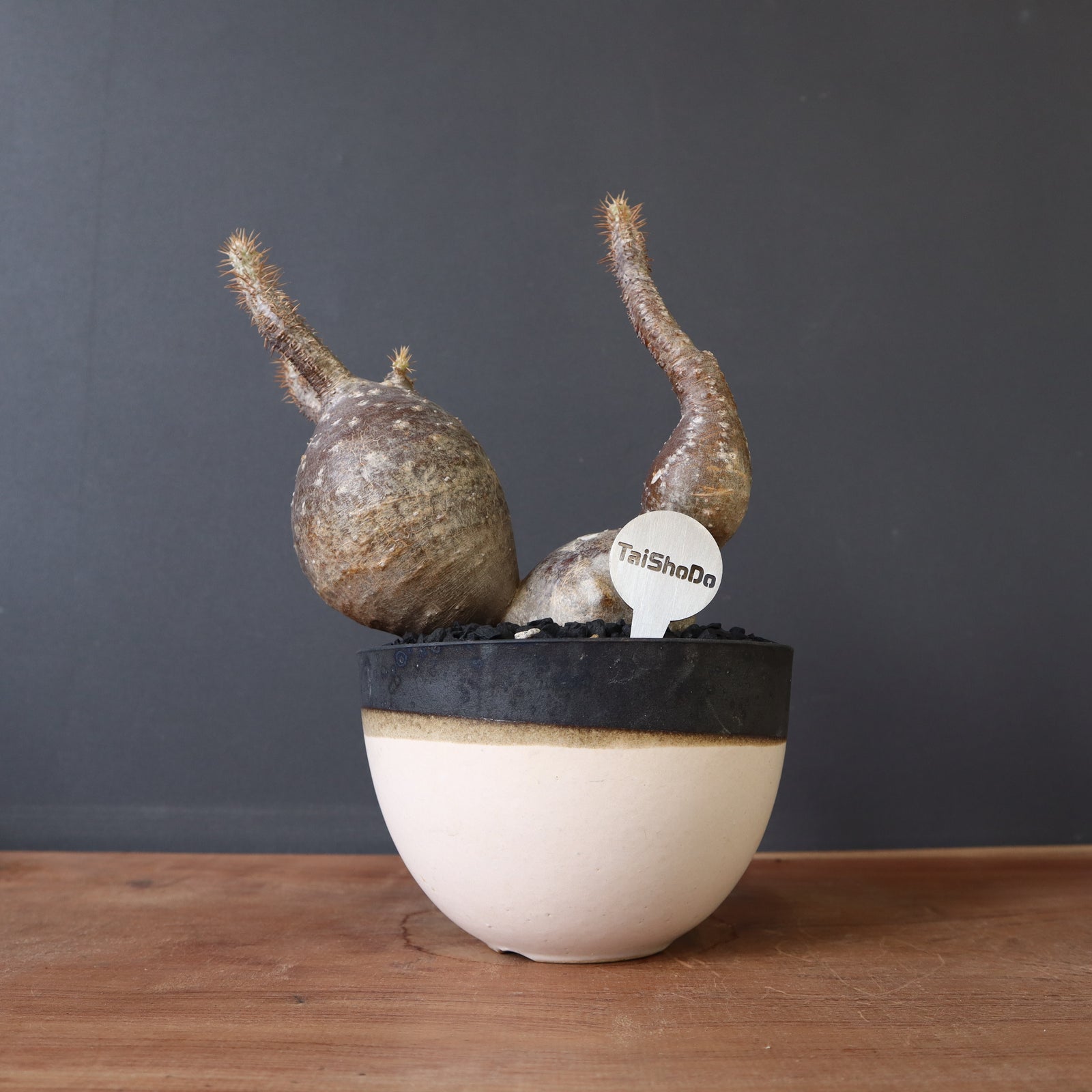 TaiShoDoネームタグ(丸型） – TaiShoDo ONLINE SHOP