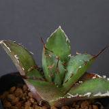 【DRAGON AGAVE】アガベ 黒犀牛 EC13