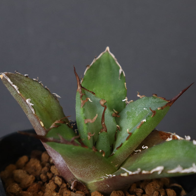 【DRAGON AGAVE】アガベ 黒犀牛 EC13