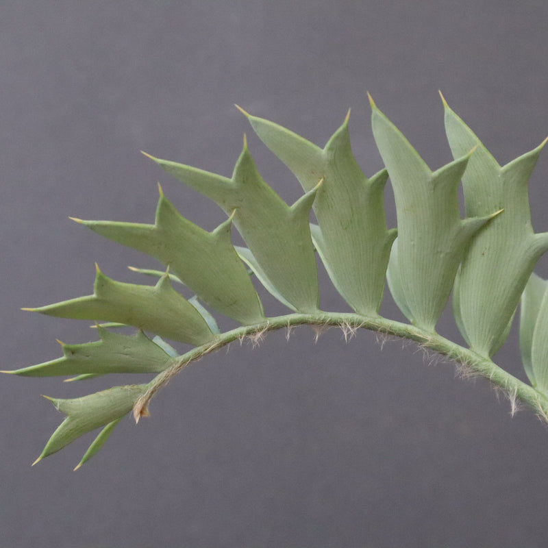 エンセファラルトス ホリダス 66