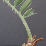 エンセファラルトス ホリダス 66