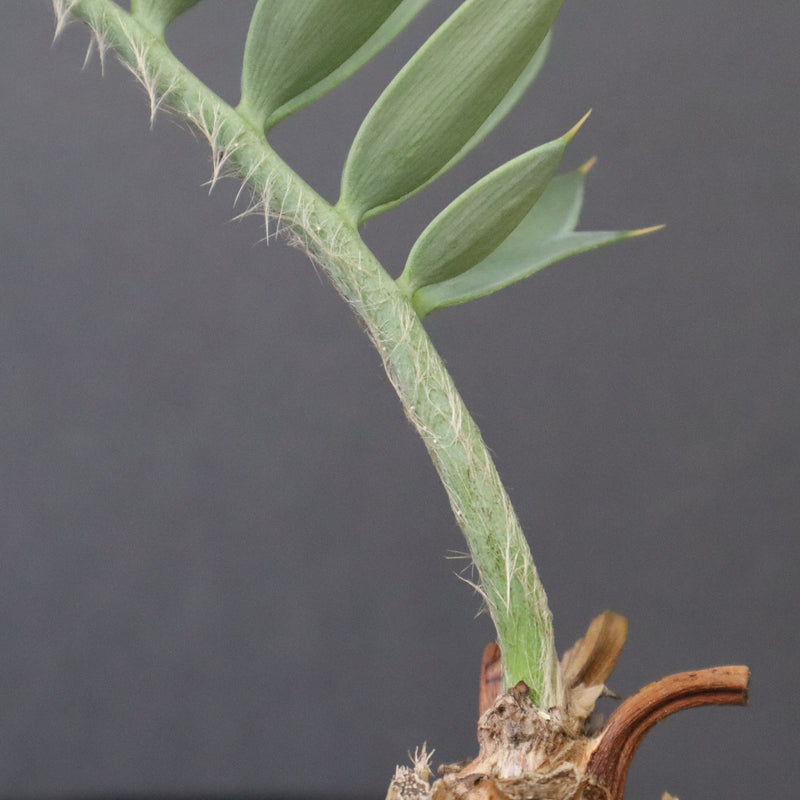 エンセファラルトス ホリダス 66