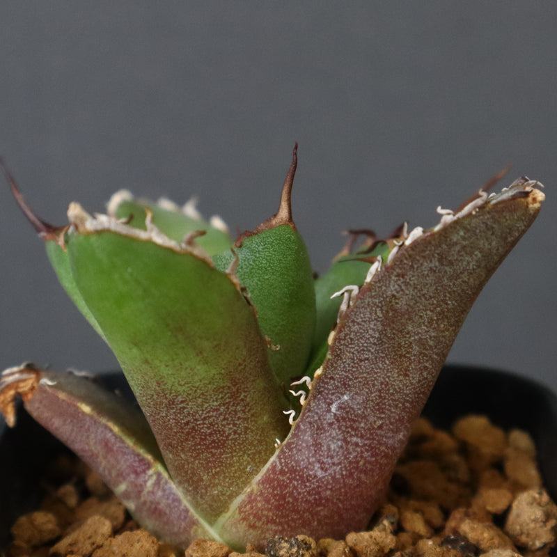【DRAGON AGAVE】アガベ 黒犀牛 EC13