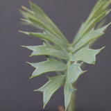 エンセファラルトス ホリダス 66