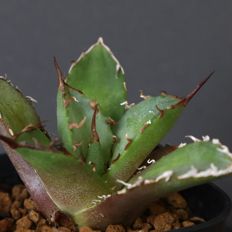 【DRAGON AGAVE】アガベ 黒犀牛 EC13