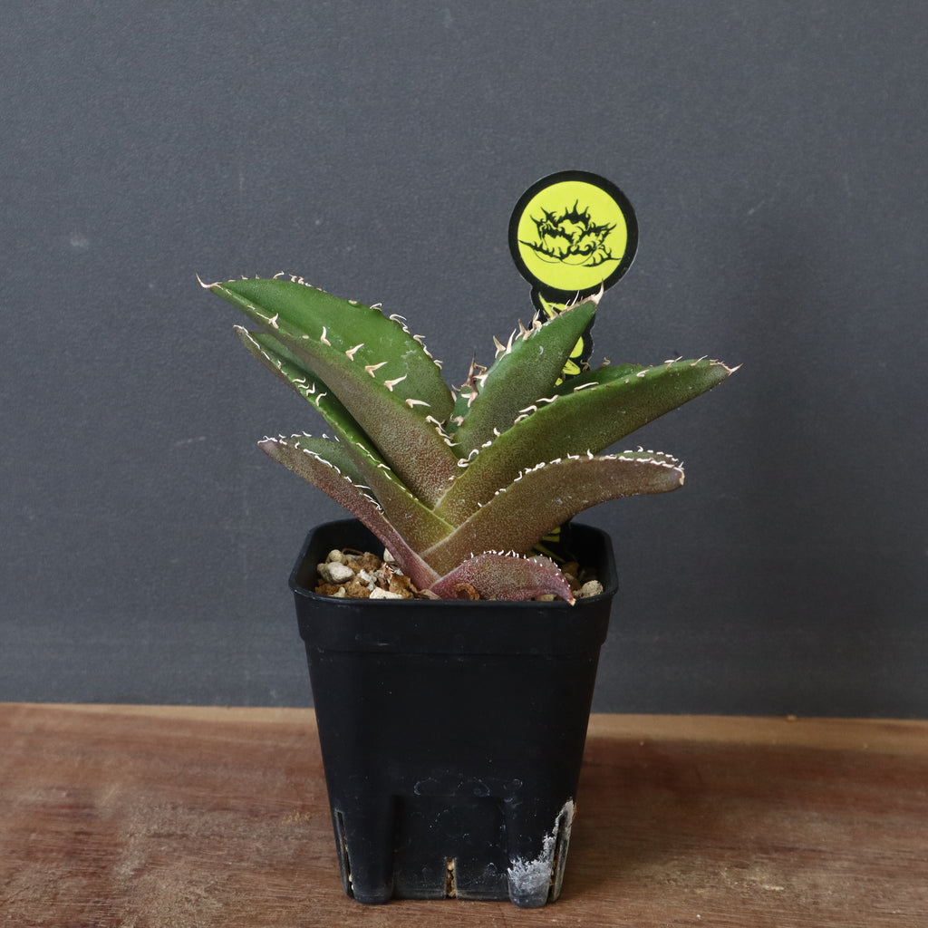 アガベ　ドラド　大株 アガベ ドラド 大株