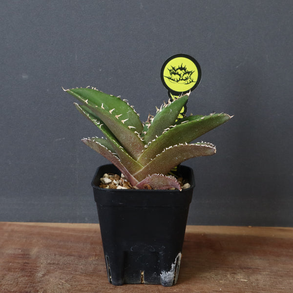 【DRAGON AGAVE】アガベ 金鷹 EC29