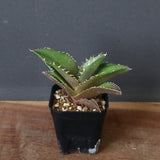 【DRAGON AGAVE】アガベ 金鷹 EC29