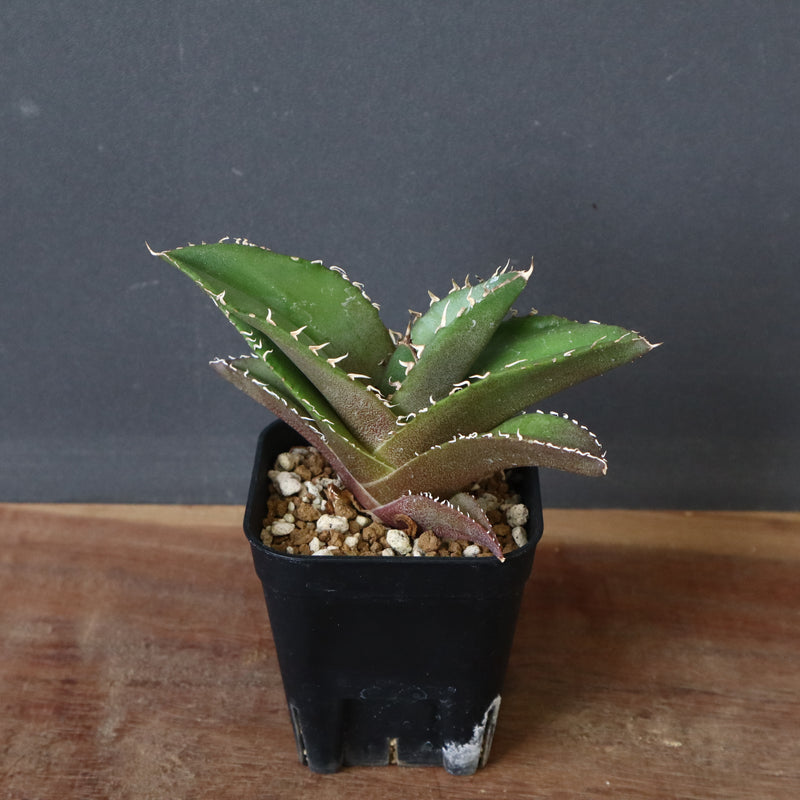 【DRAGON AGAVE】アガベ 金鷹 EC29