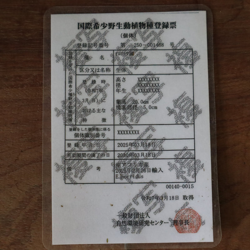 エンセファラルトス ホリダス 66