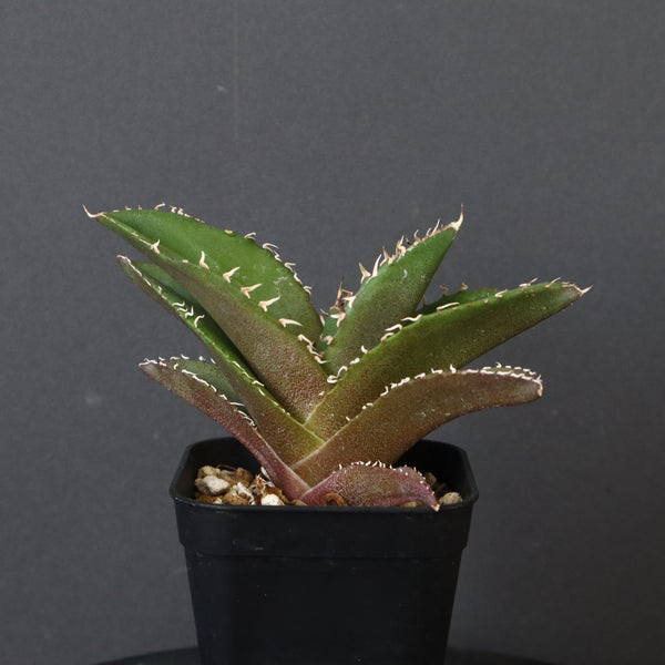 【DRAGON AGAVE】アガベ 金鷹 EC29