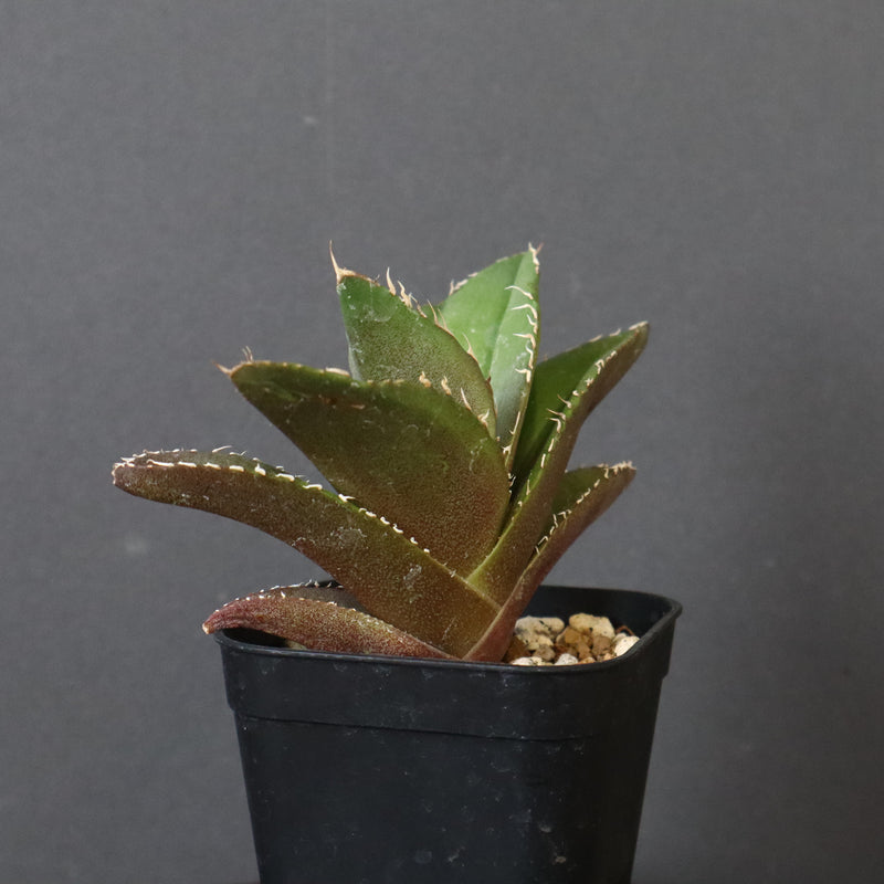 【DRAGON AGAVE】アガベ 金鷹 EC29