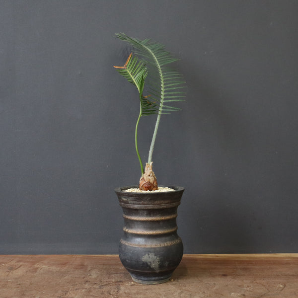 D.エデューレ パルマソラ（実生）2