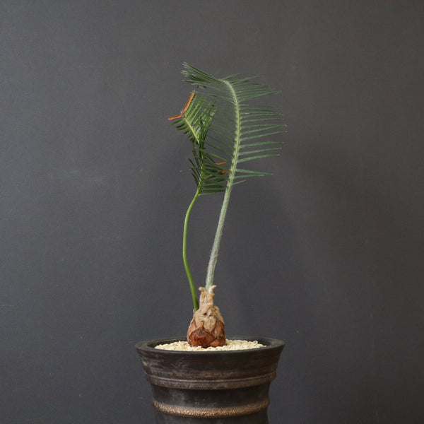 D.エデューレ パルマソラ（実生）2