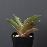 【DRAGON AGAVE】アガベ 金鷹 EC29