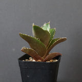 【DRAGON AGAVE】アガベ 金鷹 EC29