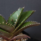 【DRAGON AGAVE】アガベ 金鷹 EC29