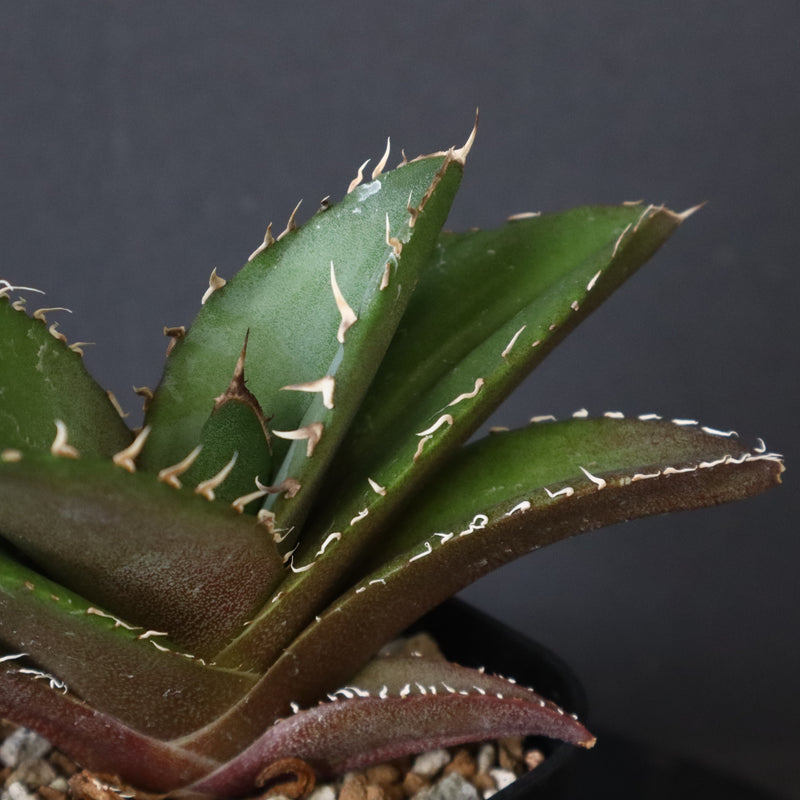 【DRAGON AGAVE】アガベ 金鷹 EC29