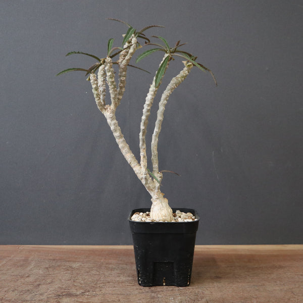 ユーフォルビア – TaiShoDo ONLINE SHOP