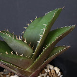 【DRAGON AGAVE】アガベ 金鷹 EC29