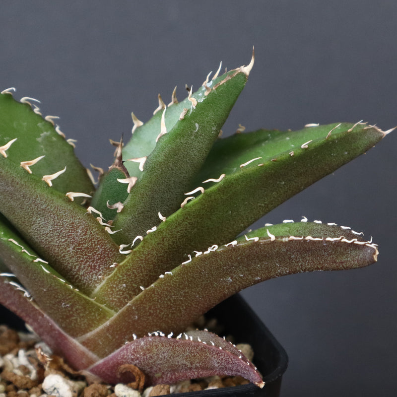 【DRAGON AGAVE】アガベ 金鷹 EC29