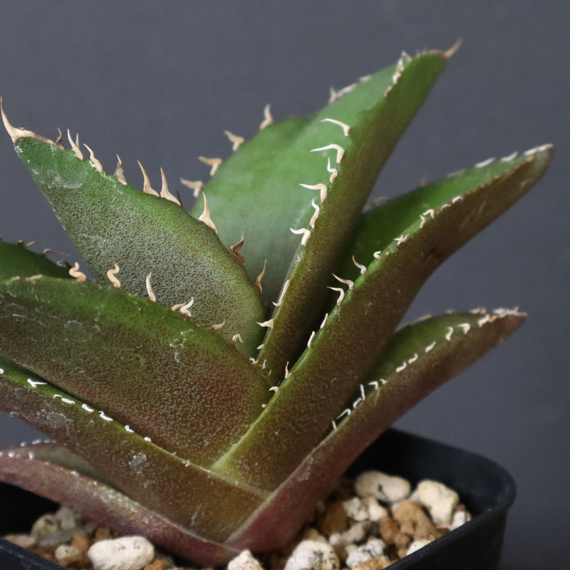 【DRAGON AGAVE】アガベ 金鷹 EC29