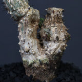 A.アクレアータ 24