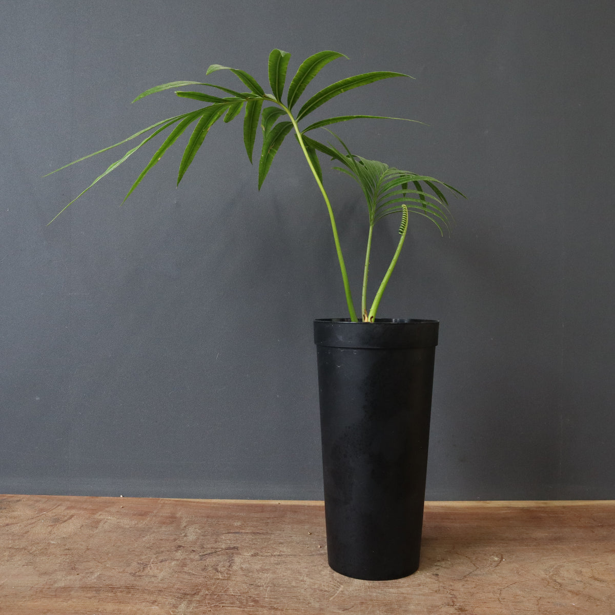 ソテツ – TaiShoDo ONLINE SHOP