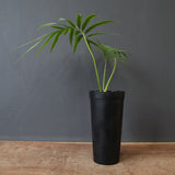 サイカス・エデンタータ EC1210