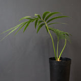 サイカス・エデンタータ EC1210