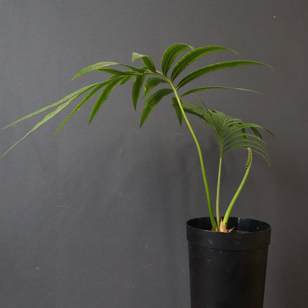 サイカス・エデンタータ EC1210