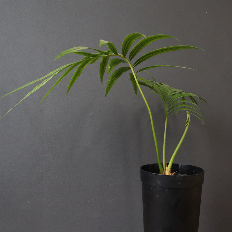 サイカス・エデンタータ EC1210