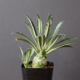 D.ラブラニー EC3386